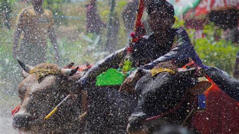 Keseruan Tradisi Karapan Sapi Di Probolinggo Foto Tempo Co