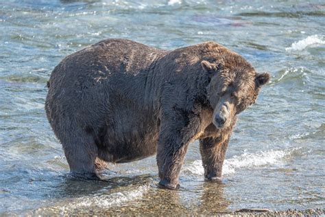 With Brackets Revealed Fat Bear Week Voting Is Set To Commence