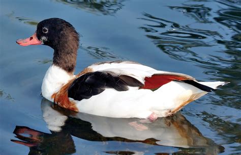 Shelduck | Migratory, Waterfowl, Waders | Britannica