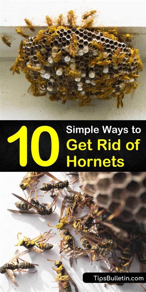 How To Get Rid Of Wasp And Bees With Vinegar Howsolut