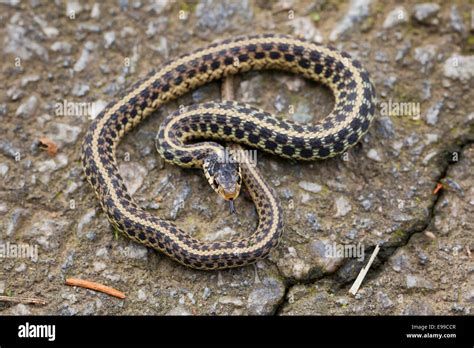 Young Eastern Garter Snake Thamnophis Sirtalis Sirtalis On Pavement