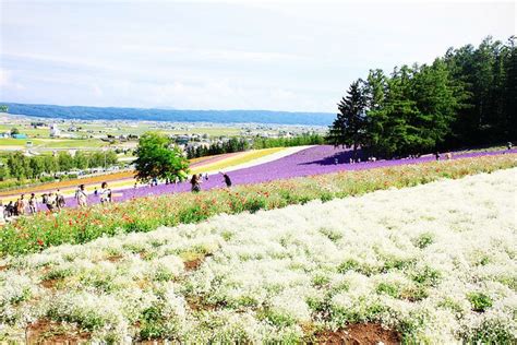 Lavender fields in Hokkaido (EATLOVEMERRY) | Lavender fields, Places to ...