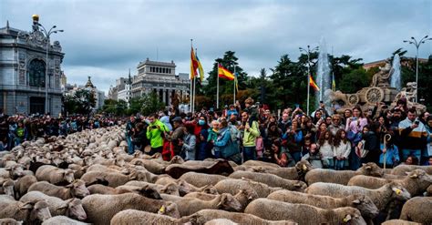 En fotos Ovejas y cabras se tomaron las calles de Madrid España en