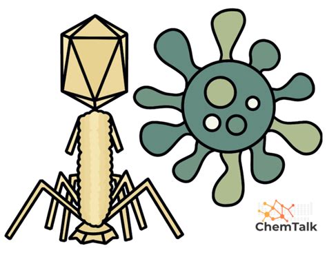 Viral Life Cycle | ChemTalk