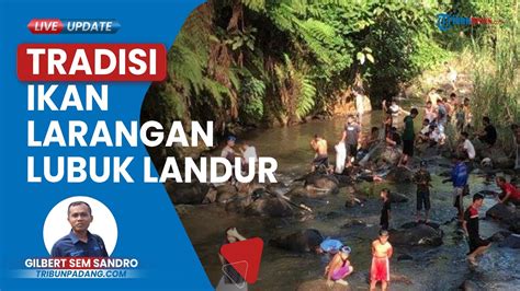 Tradisi Ikan Larangan Lubuk Landur Berlangsung Tahun Di Pasaman