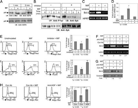 C Met And Its Ligand Hepatocyte Growth Factorscatter Factor Regulate