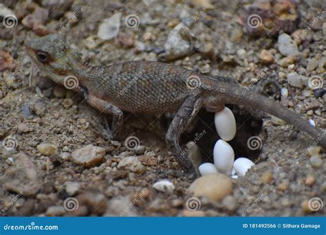 Laying Lizard Eggs In The Ground. Breeding Of Lizards Stock Photo ...