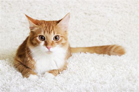 How Many Japanese Cat Breeds are There?