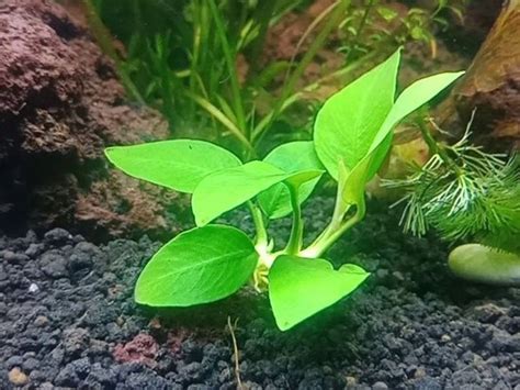 A Comprehensive Beginners Guide To Caring For Aquatic Plants In Your