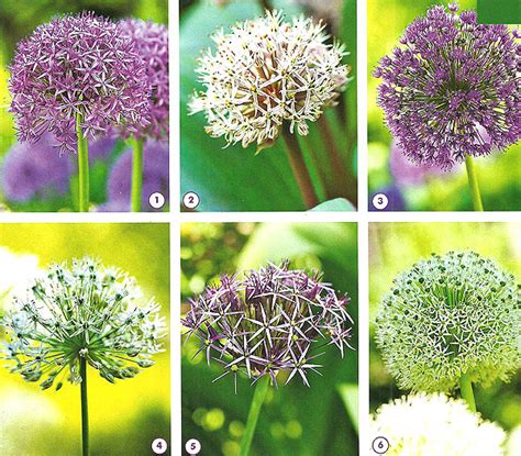 Выращивание декоративного лука (посадка, сорта с фото) — Мои Идеи Для ...