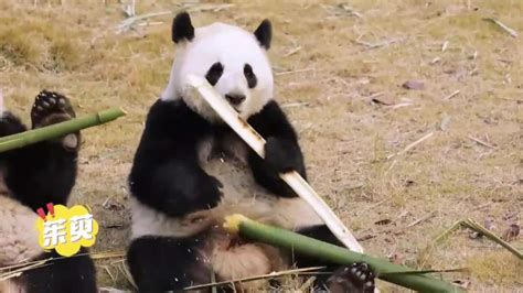 La Pareja De Pandas Gigantes Emprende Su Viaje Desde China Hacia Espa A