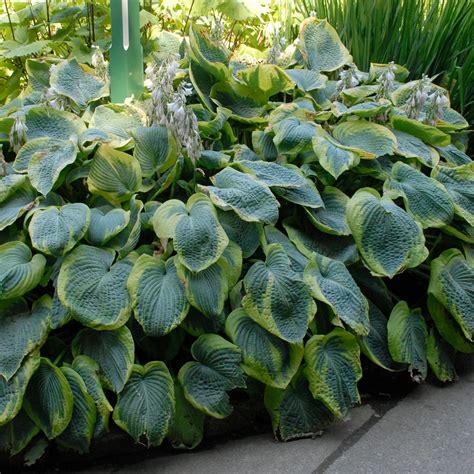 Hosta Frances Williams 3 Pot Size Starter Etsy