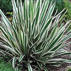 YUCCA Filamentosa Ivory Towers CTR 3L