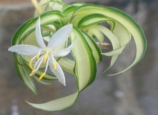 Chlorophytum - growing and caring for it