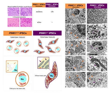 Mitophagy Deficient Ipsc Colonies Are Prone To Direct Differentiation