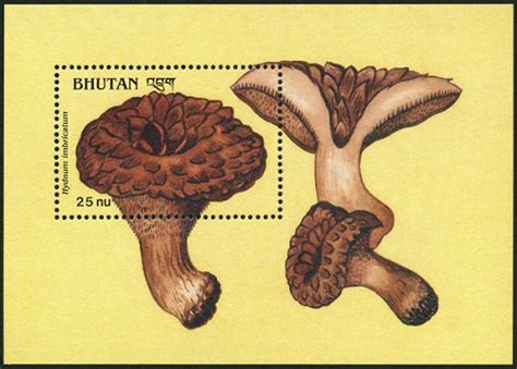 Ежовик пестрый Hydnum imbricatum Scaly Tooth