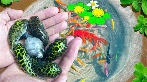 Amazing Catch Ornamental Tiny Puffer Fish Nest Goby Fish Rainbow Fish