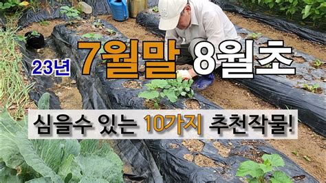 7월 말 8월 초에 심을 수 있는 10가지 추천 작물 주말농장 78월에 심는 작물 장마 후 심는작물 Youtube