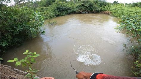 Sambaran Sadis Di Depan Mata Mancing Hampala Di Sungai Keruh Youtube