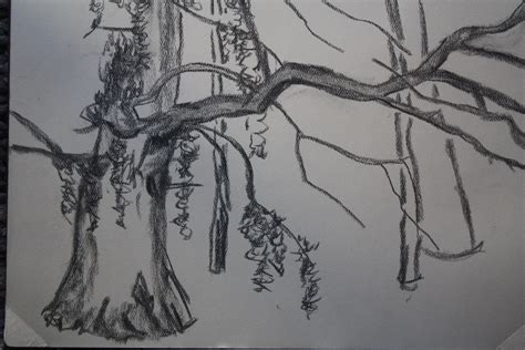 Tree Moss Drawing