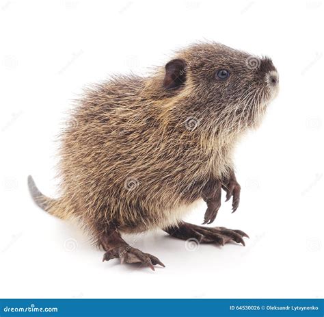 Baby Nutria Isolated On White Background One Brown Coypu Myocastor