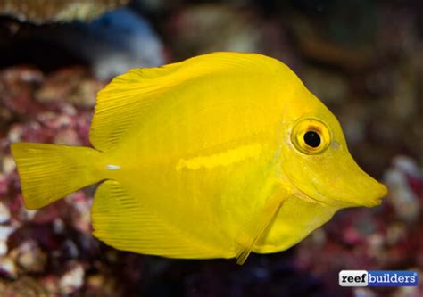 Tag: yellow tang | Reef Builders | The Reef and Saltwater Aquarium Blog