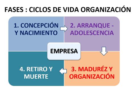 Estructura Organizacional Ciclo De Vida De Las Organizaciones