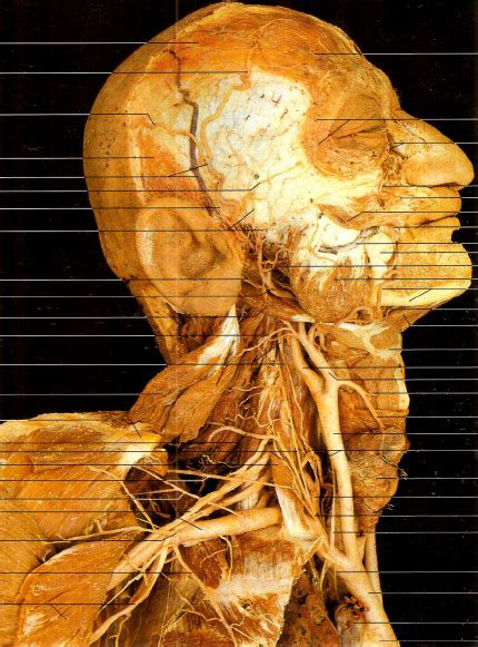 Artérias de Cabeça e Pescoço I Diagram Quizlet
