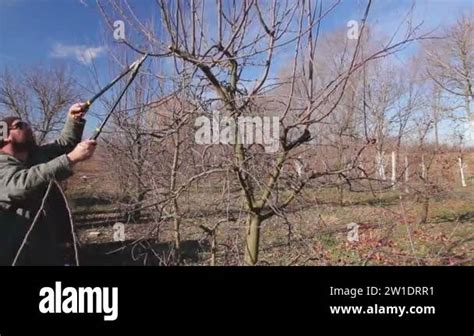 Gardener Is Cutting Branches Pruning Fruit Trees With Long Shears In