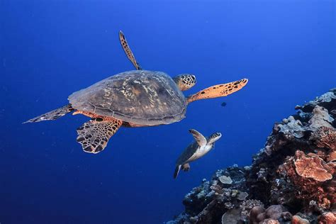 Scuba Diving in Tahiti - TOPDIVE