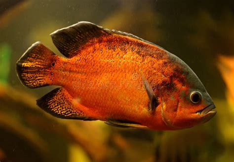 Oscar Fische Astronotus Ocellatus Das Unter Wasser Schwimmt Stockbild