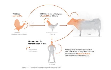 How Humans Can And Cant Catch Bird Flu Reuters The Cattle Site