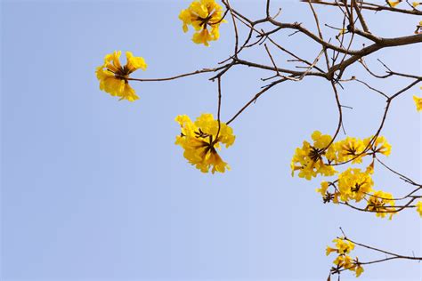 Closeup of a Tree Branch with Yellow Flowers · Free Stock Photo