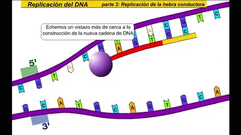 Replicaci N De Adn Youtube