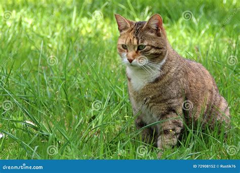 Gato En La Hierba Foto De Archivo Imagen De Prado Cierre