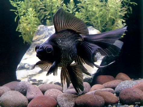 Black Moor Goldfish Info With Care Details And Pictures