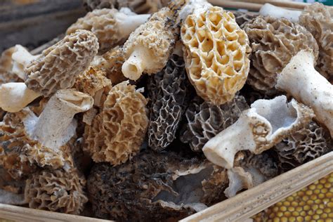 5 Best Morel Mushrooms Ohio Hunting Facts & Tips