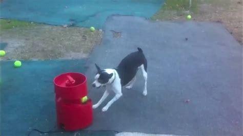 The 22 Best Ideas for Automatic Dog Ball Launcher Diy – Home, Family ...