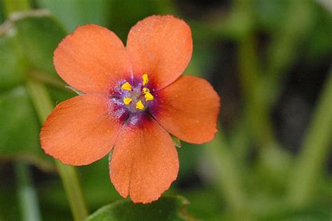 Wildflowers Found In Oregon Scarlet Pimpernel