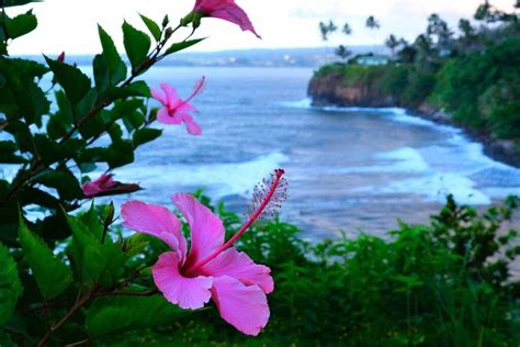 How To Grow And Care For Tropical Hibiscus Gardeners Path