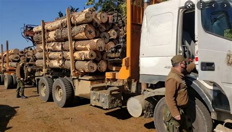 El Robo De Madera Como Foco De La Conflictividad En Arauco