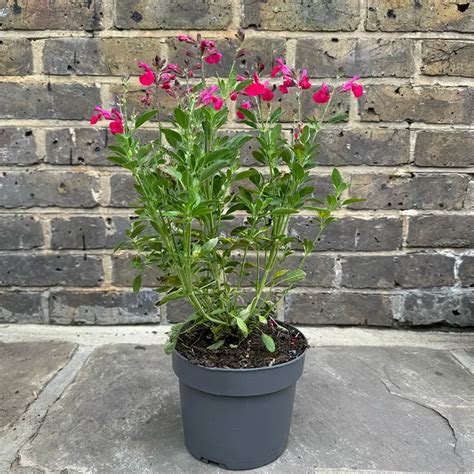 Salvia Greggii Mirage Hot Pink Pot Size 17cm Autumn Sage The Boma Garden Centre