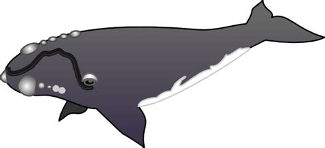 Whale Clipart And Illustration 2 Whale Clip Art Vector Image 5 3 2