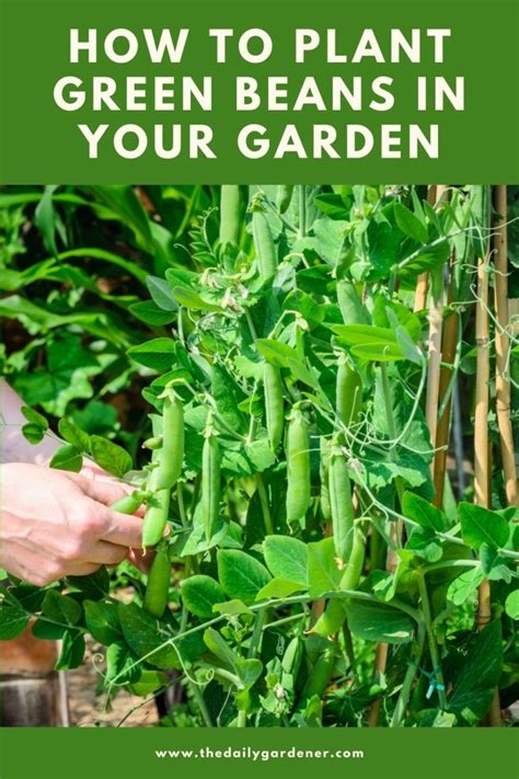 How To Plant Green Beans In Your Garden Tricks To Care Growing