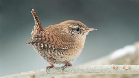 Zaunkönig Gesang Nest So erkennen Sie den Winzling