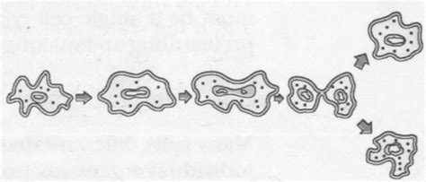 Name The Process By Which An Amoeba Reproduces Draw The Various Stages O