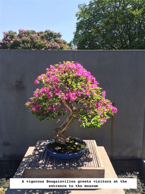 Bougainvillea Glabra Bonsai