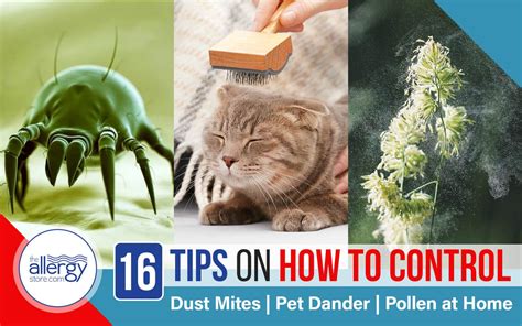 16 Tips on How to Control Dust Mites, Pet Dander, Pollen at Home