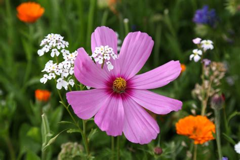 Cosmea » Die essbaren Blüten verwenden