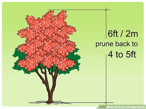 3 Ways to Prune a Crepe Myrtle - wikiHow